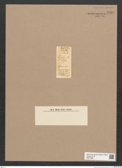 Diatomeae indet. Zeichnungen Sammlung Grunow Nr. 5534 (NHMW-BOT-W0373985)
